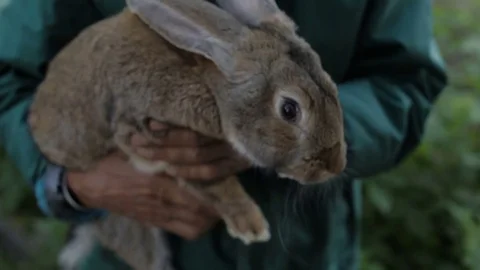 A man is holding a gray rabbit Video stock 76277656