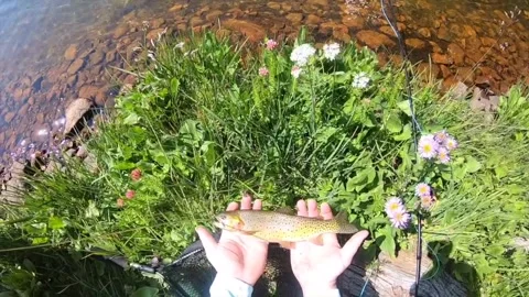 Man Holding Greenback Cuthroat Stock-Footage 337006749