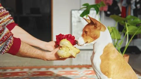 Man holding hands big bone with red bow and gives a birthday present for his Stock Photos