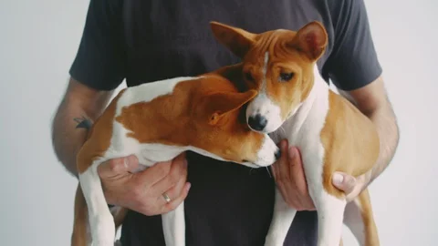 Man holding hands two basenji puppies dog on white background Stock-Footage 129603102