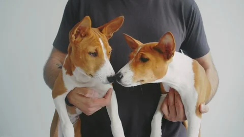 Man holding hands two cute and funny basenji dog on white wall background Stock-Footage 129603149
