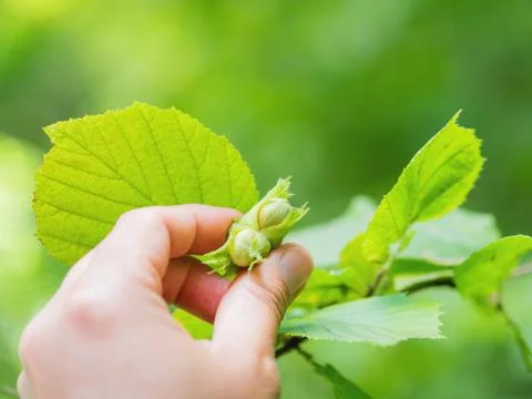 Man is holding hazelnut on tree. Summer forest background. Stock Photos