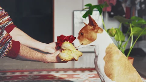 Man holding a large bone in his arms and gives a gift to his best pet friend Stock-Footage 145357873
