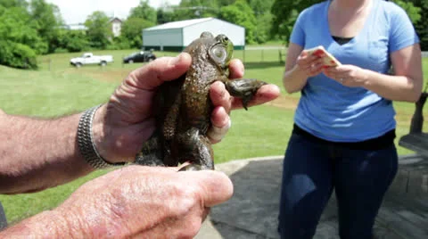 Man holding large frog in hand Stock Footage 24695994