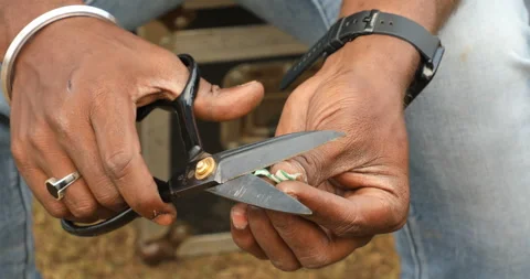 Man Holding Large Scissors Stock Footage 293127285