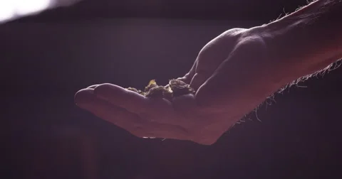 Man holding leaf hops in his hand 動画素材 61503082