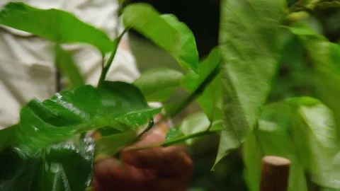Man holding a leaf's branch Video stock 79034906