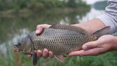 Man holding a live carp with a scenic lake background Stock Footage 346334356