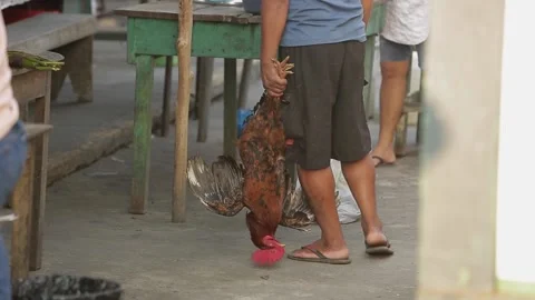 Man holding live rooster upside down. sells live chicken. exotic, traditional Stock-Footage 135751404