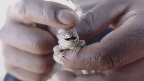 Man holding lizard in hands 스톡 동영상 80693065