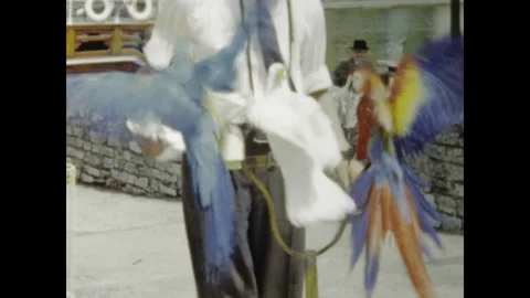 Man holding parrots on perch in windsor, england, 1960s Stock Footage 309449823