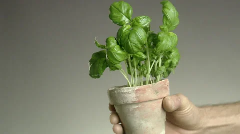 Man holding a pot of basil. Stock Footage 51858224
