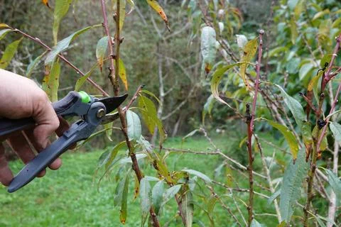 Man holding pruning shears for pruning autumn fruit trees. pruning peach tr.. Stock Photos