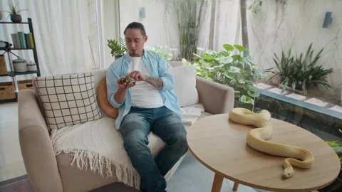 Man Holding Python while Albino Snake Resting on Table in Room Stock Footage 304538989
