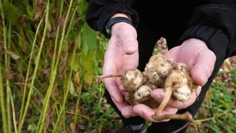 Man holding raw fresh jerusalem artichokes, close up. Stock Footage 203586712