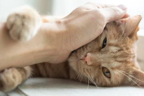 Man holding red cat in hands, close up Stock Photos