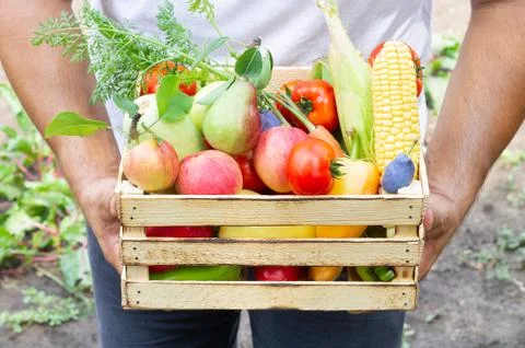 Man holding rustic crate full of eco vegetables and fruits. Organic healthy f Stock Photos