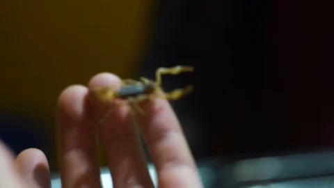 Man holding scorpion Video stock 85812640