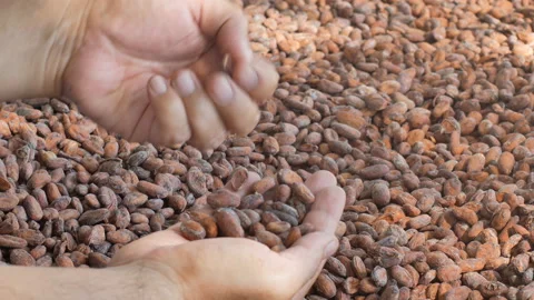 Man holding a selection of completed cocoa seeds and must be dried. Stock Footage 144466810