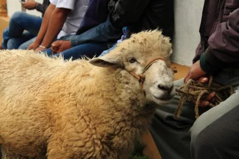 Man Holding Sheep Stock Photos