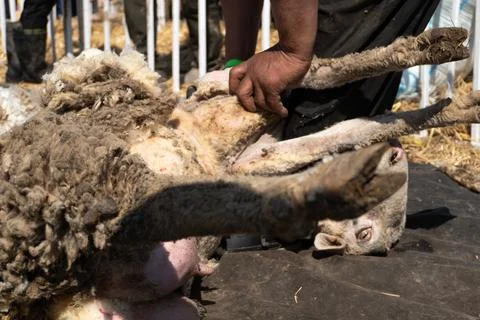 A man holding a sheep upside down during the shearing process Stock Photos