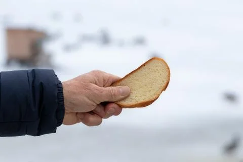 Man holding a slice of bread in his hand to feed wild ducks on a frozen lak.. Stock Photos