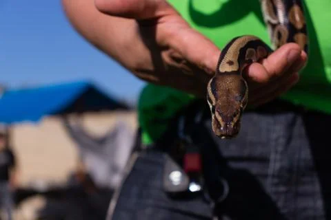 Man holding small ball python that is crawling towards the camera. Stock-Fotos