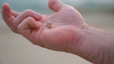 Man holding a small crab in his hand against the background of the ocean Stock Footage 74136917