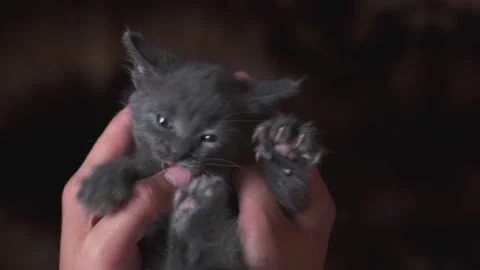 A man is holding a small gray kitten that bites his fingers, close-up. Stock Footage 131911926