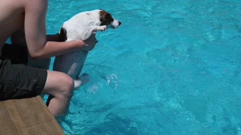 Man holding small Jack Russell terrier dog over swimming pool water. Vidéo 341341216