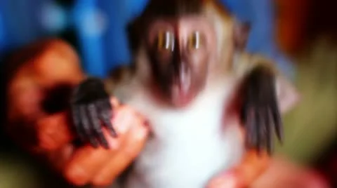 Man holding small monkey Stock Footage 12177094