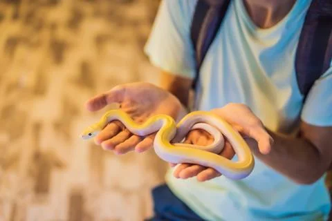 A man holding a small python in his hands Foto stock