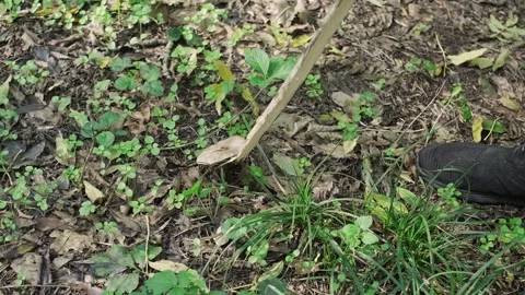 Man holding a stick and checking under leaves for mushrooms in the forest, mushr Stock Footage 293683730