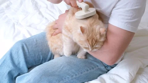 Man holding tabby cat in his arms and brushing it close-up top view. Stock Footage 309506659