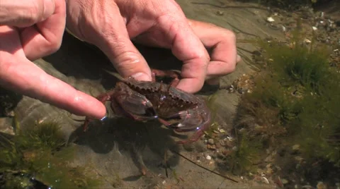 Man holding a Tidepool Crab Stock Footage 38317152