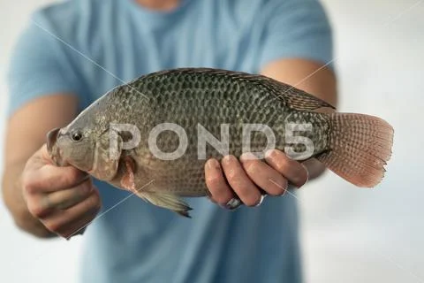 Man Holding a Tilapia Fish (Oreochromis niloticus) Stock Photos