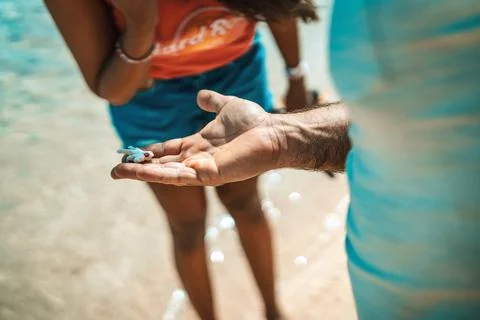 Man holding tiny baby turtle hatchling on beach Stock Photos