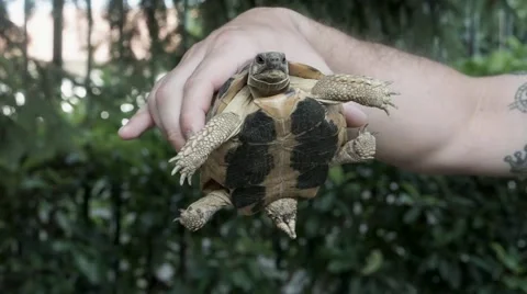 Man holding a turtle in his hand Stock Footage 65368651