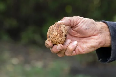 Man holding a very large walnut in his hand. Stock Photos