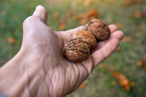 Man holding walnuts Foto stock