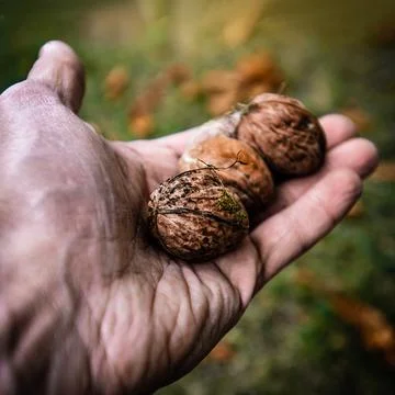 Man holding walnuts Stock Photos