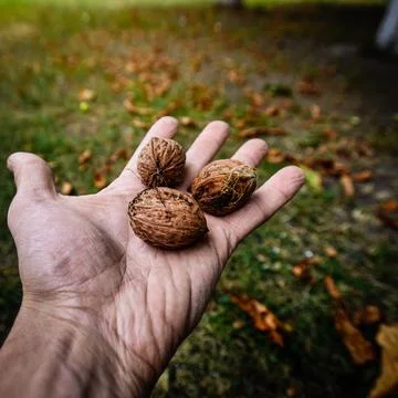 Man holding walnuts Stock Photos