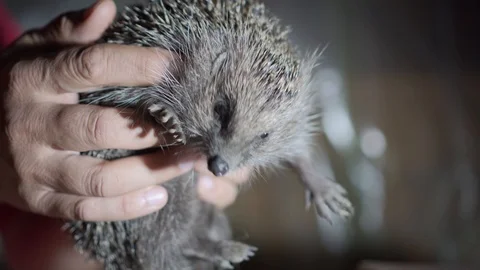Man Holding Wild Hedgehog With Bare Hands Stock-Footage 115599101