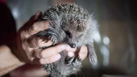Man Holding Wild Hedgehog With Bare Hands Vídeo Stock 115599474