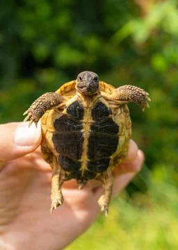Man holding young turtle with focus on animal. Wildlife care, human responsib Stock Photos