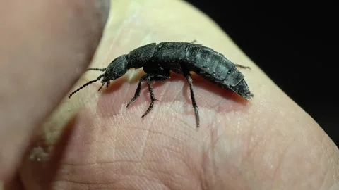 Man holds a black devils coach horse beetle in his hands at night. Close up Stock Footage 340543073