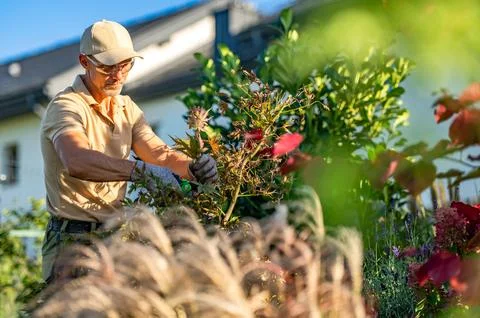 A man holds a branch while using pruning shears on a small ornamental tree in Stock Photos