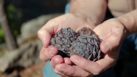 Man holds cedar cones. closeup. concept harvesting wild plants. selective focus. Stock Footage 231850221
