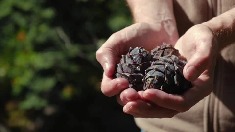 Man holds cedar cones in the forest. harvesting cedar cones. selective focus. Stock Footage 240215592