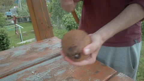 Man holds a coconut, knocks it with a hammer and breaks into two halves. Natural 스톡 동영상 132706237